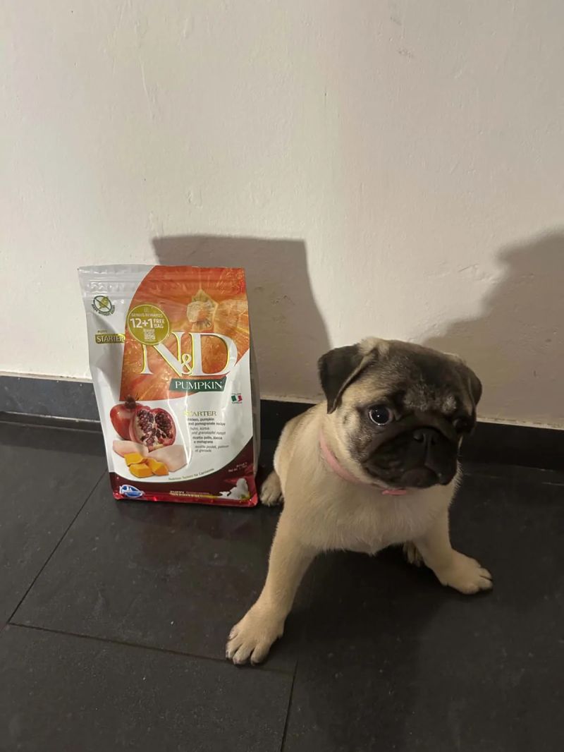 Lili u pytle Farmina N&D Pumpkin Chicken & Pomegranate Starter Puppy